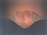 Venus Shell Uplighter